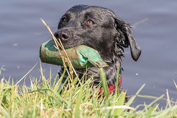 hunting dog trainer