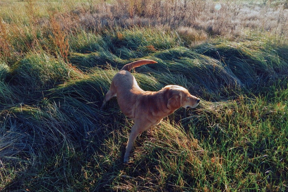 dog boarding services in Beebee arkansas