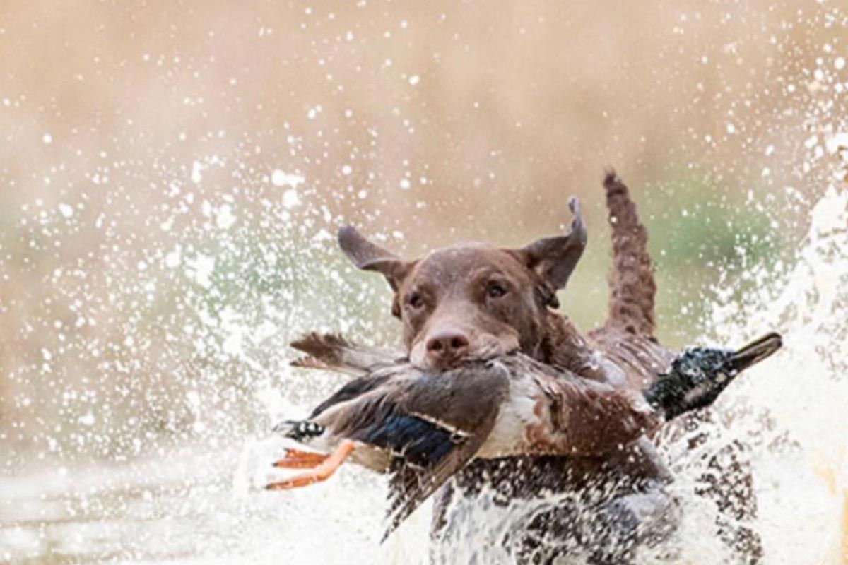 gun dog-training advanced dog training
